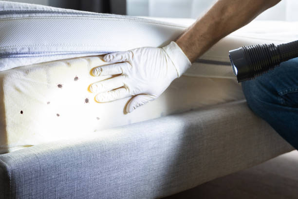 Professional Pest Control in South Charleston, OH